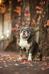 Olde English Bulldog in autumn