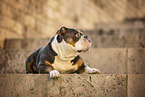 Olde English Bulldog