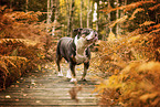 Olde English Bulldog in autumn