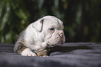 Olde English Bulldog Puppy