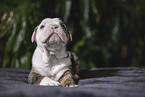 Olde English Bulldog Puppy