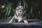 Olde English Bulldog Puppy