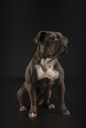 Olde English Bulldog in studio