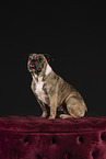 Olde English Bulldog in studio