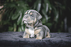 Olde English Bulldog Puppy