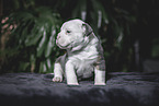 Olde English Bulldog Puppy