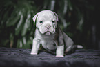 Olde English Bulldog Puppy