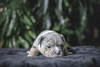 Olde English Bulldog Puppy