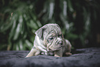 Olde English Bulldog Puppy