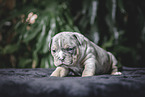 Olde English Bulldog Puppy