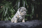 Olde English Bulldog Puppy