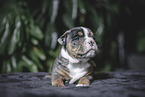 Olde English Bulldog Puppy