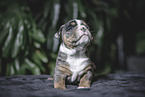 Olde English Bulldog Puppy