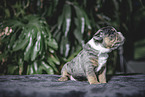 Olde English Bulldog Puppy