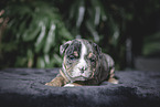 Olde English Bulldog Puppy