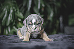 Olde English Bulldog Puppy