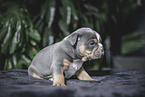 Olde English Bulldog Puppy