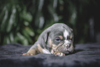 Olde English Bulldog Puppy