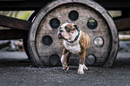 male Olde English Bulldog