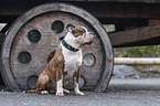 male Olde English Bulldog