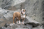 male Olde English Bulldog