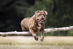 Olde English Bulldog