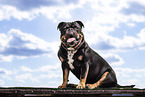 Olde English Bulldog