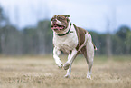 Olde English Bulldog