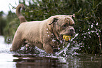 Olde English Bulldog