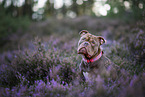 Olde English Bulldog