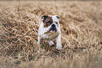 Olde English Bulldog