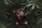 Olde English Bulldog