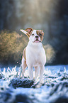 Olde English Bulldog