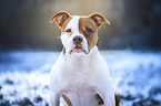 Olde English Bulldog