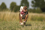 Olde English Bulldog