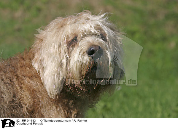 Otterhound Portrait / RR-04483