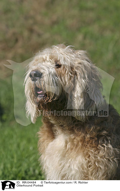 Otterhound Portrait / RR-04484