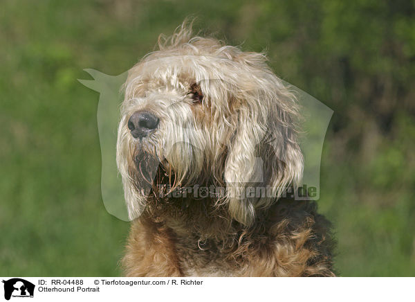 Otterhound Portrait / RR-04488