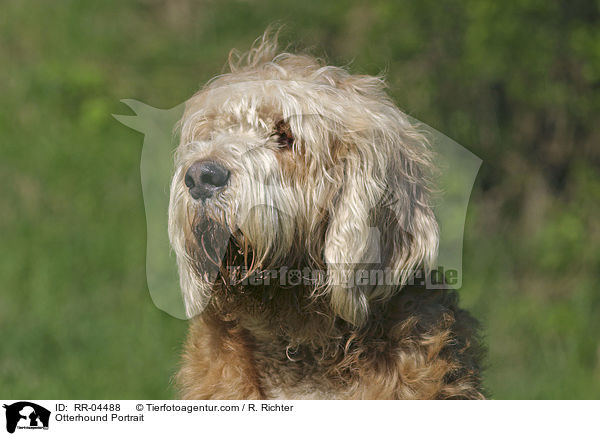 Otterhound Portrait / Otterhound Portrait / RR-04488