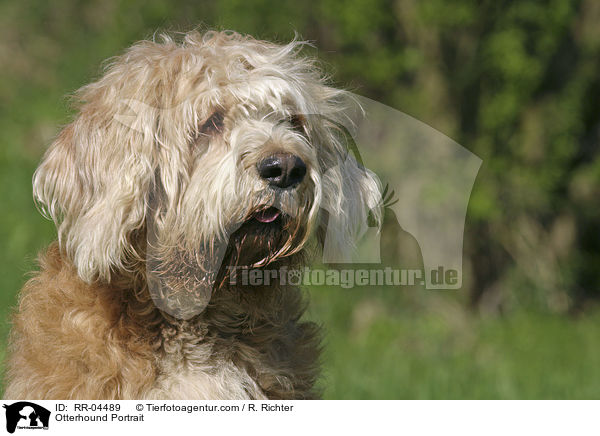 Otterhound Portrait / RR-04489