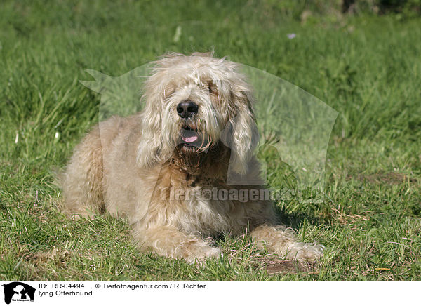 liegender / lying Otterhound / RR-04494