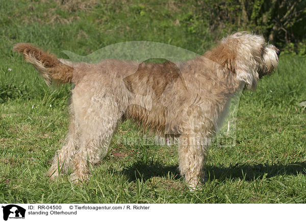 stehender / standing Otterhound / RR-04500