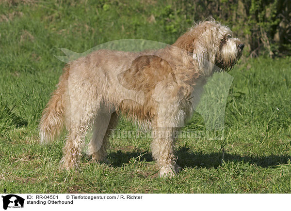 stehender / standing Otterhound / RR-04501