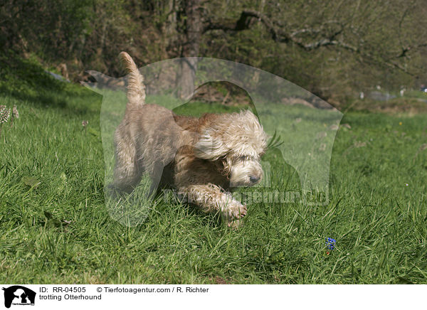 trotting Otterhound / RR-04505