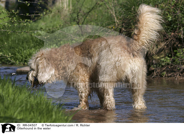 Otterhound im Wasser / Otterhound in the water / RR-04507