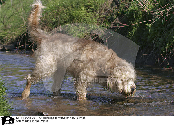 Otterhound im Wasser / Otterhound in the water / RR-04508