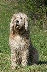 sitting Otterhound