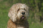 Otterhound Portrait