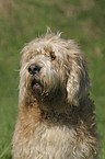 Otterhound Portrait