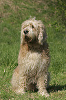 sitting Otterhound